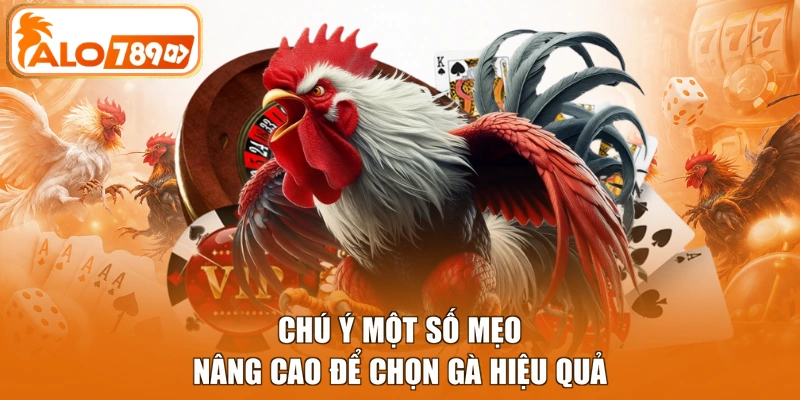 Chú ý một số mẹo nâng cao để chọn gà hiệu quả
