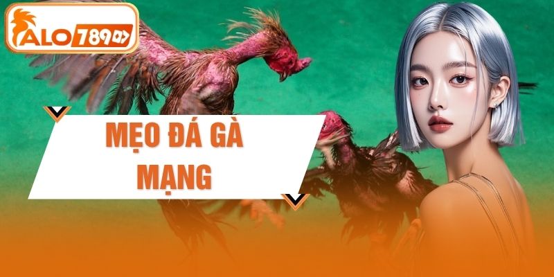 Mẹo Đá Gà Mạng - 5 Kinh Nghiệm Tăng Tỷ Lệ Thắng Tại Alo789